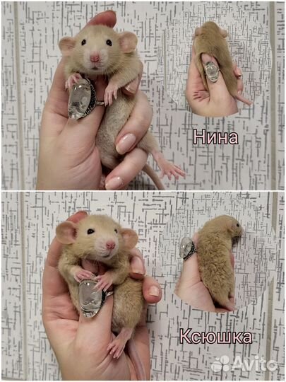 Крысята дамбо