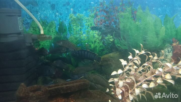 Псевдотрофеус элонгатус