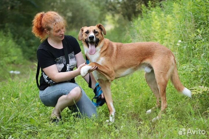 Джексон в поисках дома