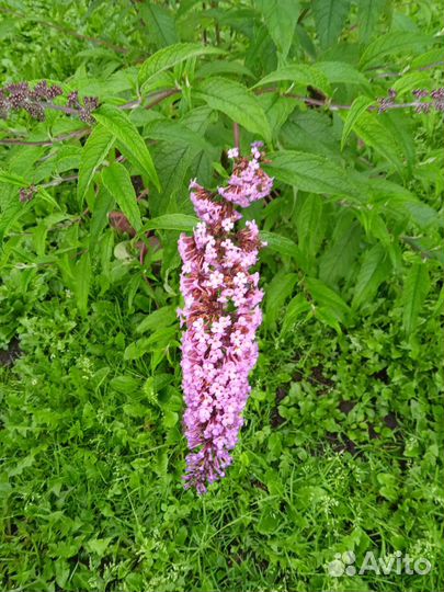 Гортензия метельчатая