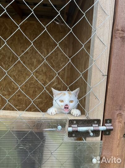 Кот без носа по имени Гарри