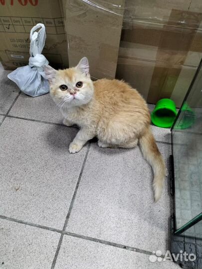 Бедолага котенок британец 4 мес. ищет добрых людей