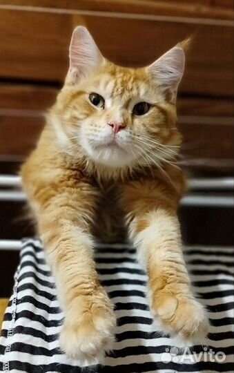Мейн- кун котята