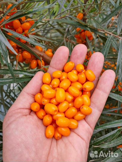 Облепиха свежая, сок из облепихи