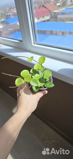 Хойя матильда