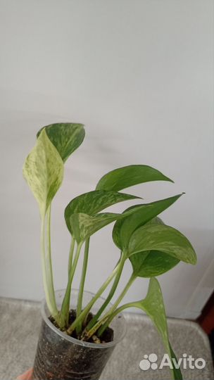 Эпипремнумы марбл квин, неон