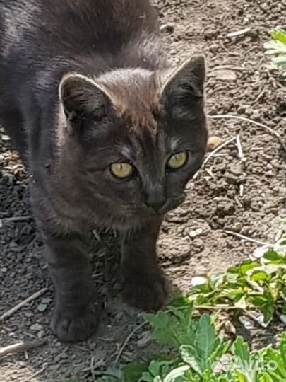 Котенок- Умка