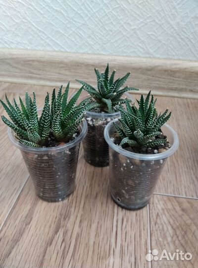 Хавортия,коллизия