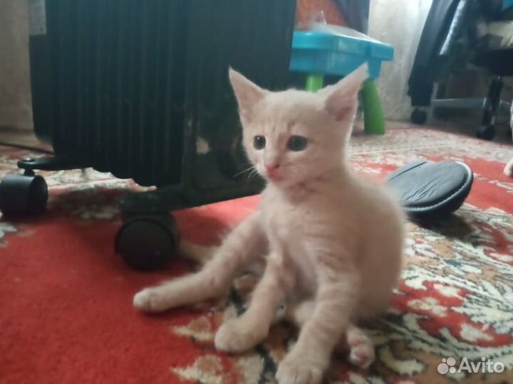 Красивые девочки ищут дом