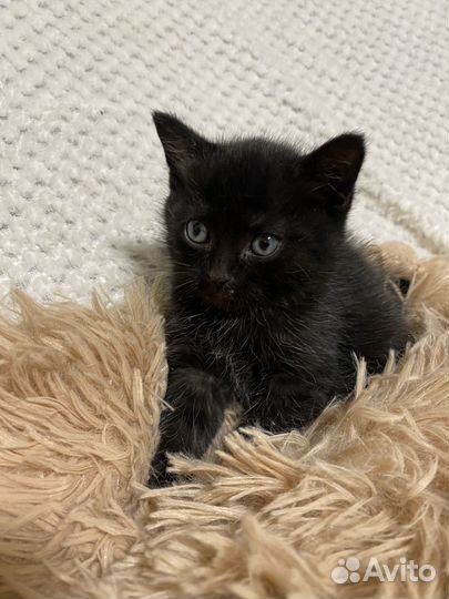 Котенок мальчик 1,5 месяца