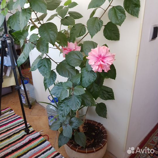 Дерево китайская роза