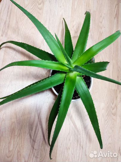Алоэ вера пятилетник лечебный