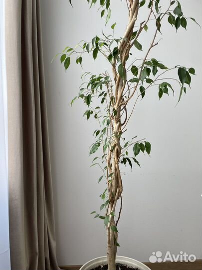 Фикус бенджамина