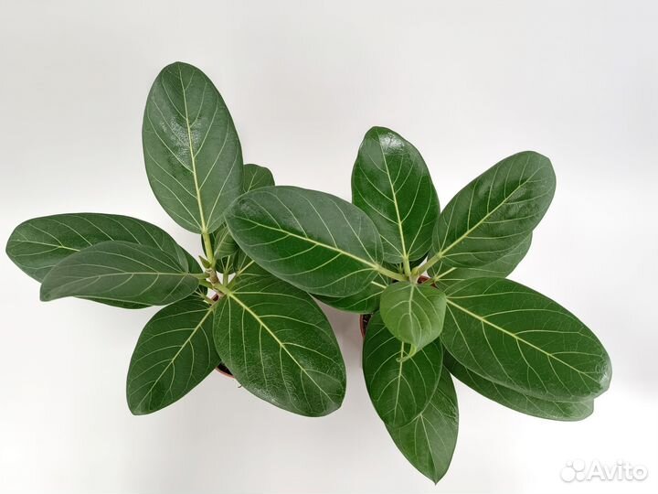 Фикус Бенгальский Андрей