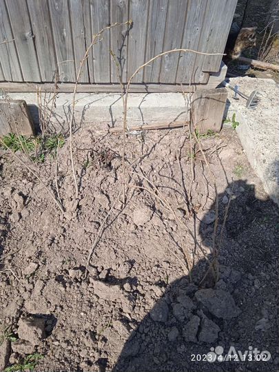 Смородина,мята, лук, цветы