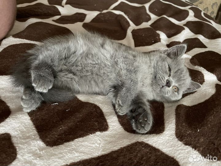 Британская короткошерстная (котята)