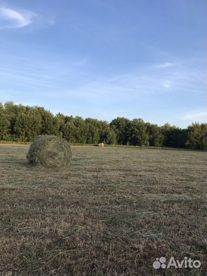 Сено в тюках