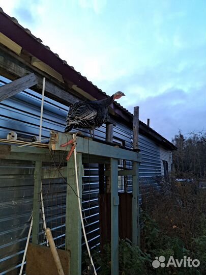 Индюк и индюшки бронза