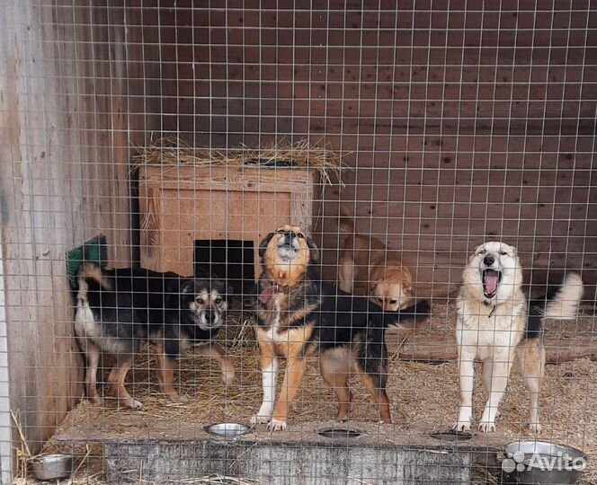 Собаки ищут дом