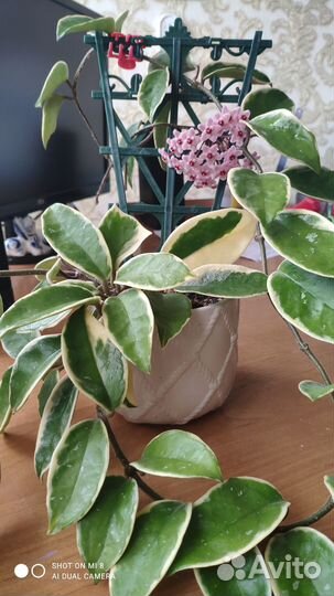 Комнатные цветы