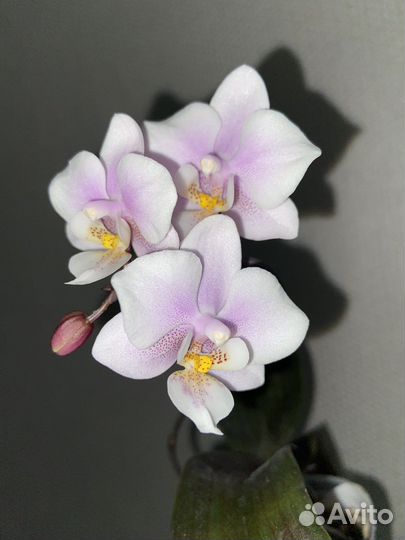 Орхидея ароматная
