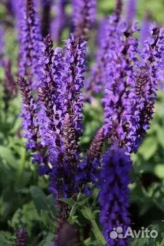 Шалфей дубравный, Вероника.Полынь Стеллера