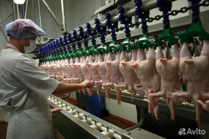 Ищем сотрудников на птицефабрику (вахты) Пермь