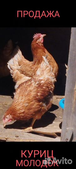 Куры молодки, гусята, муларды, бройлеры