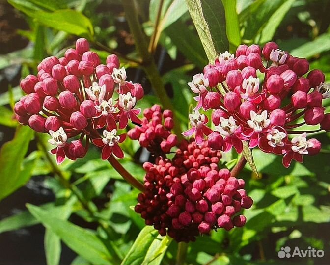 Ваточник инкарнатный Синдерелла