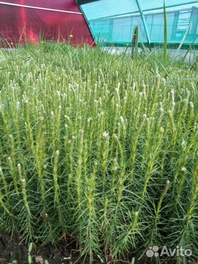 Саженцы сосны и ели окс оптом