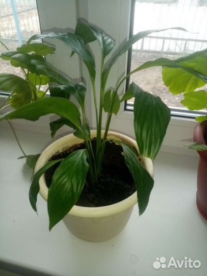 Спатифиллум