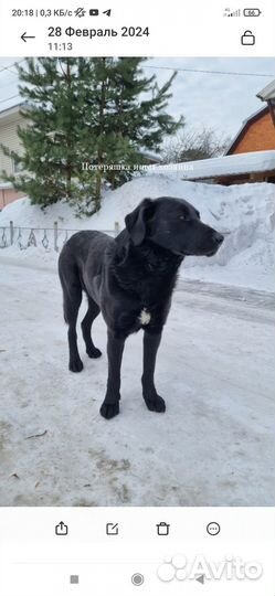 Найдена собака