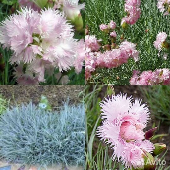 Гвоздика перистая