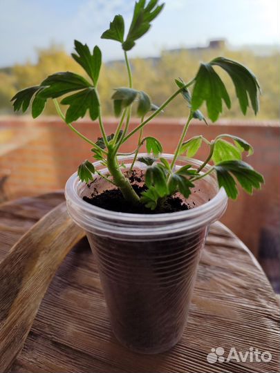 Пеларгония герань Dream Lover