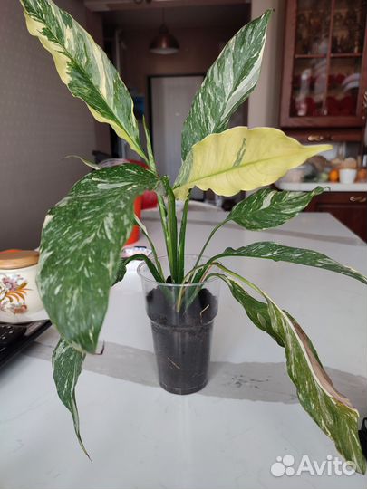 Спатифиллум домино