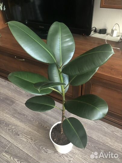 Фикус каучуконосный