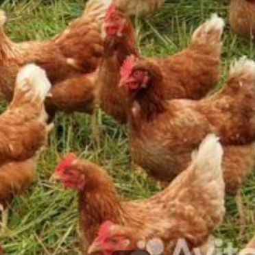 Несушки 11 мес. бесплатная доставка