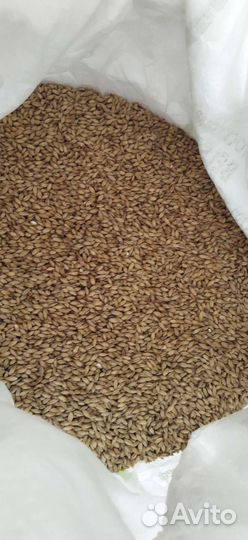 Солод светлый ячменный pilsner