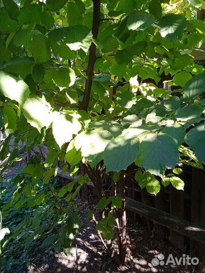 Лещина фундук