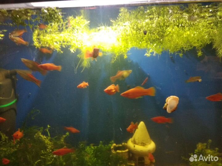 Аквариумные рыбки