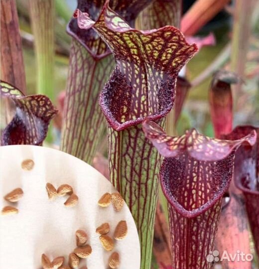 Семена хищных саррацений, разные сорта эксклюзив