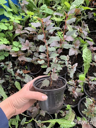 Пузыреплодник карликовый Литл Джокер