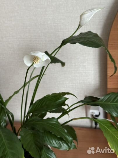 Спатифиллум