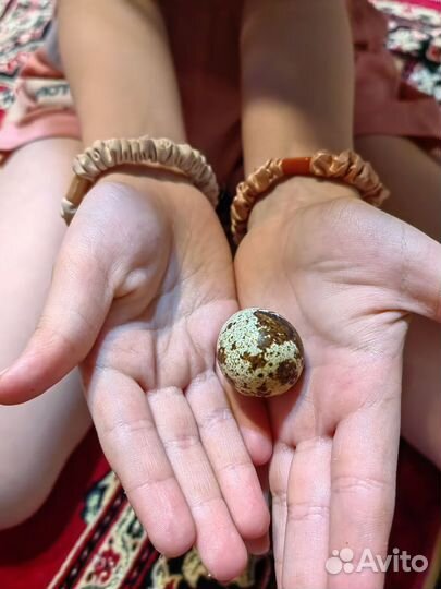 Яйца инкубационное