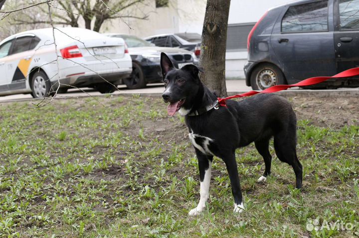 Собака в добрые руки