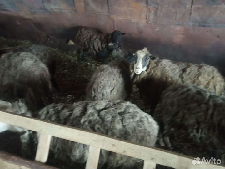 Овцы бараны козы