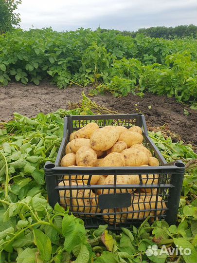 Картофель,огурцы