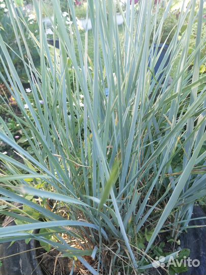 Осока 2 вида