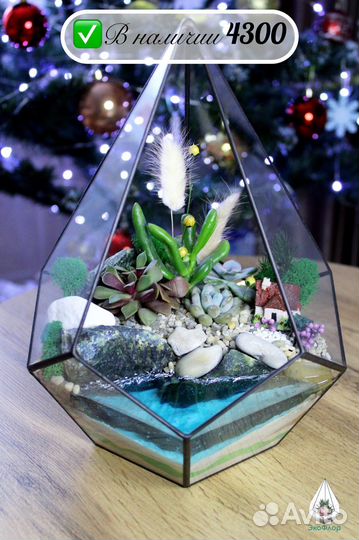 Цветы Флорариум Подарок Суккуленты Декор