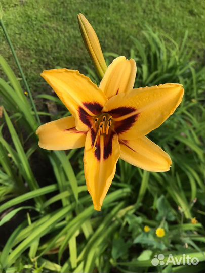 Садовые цветы и растения Тверь